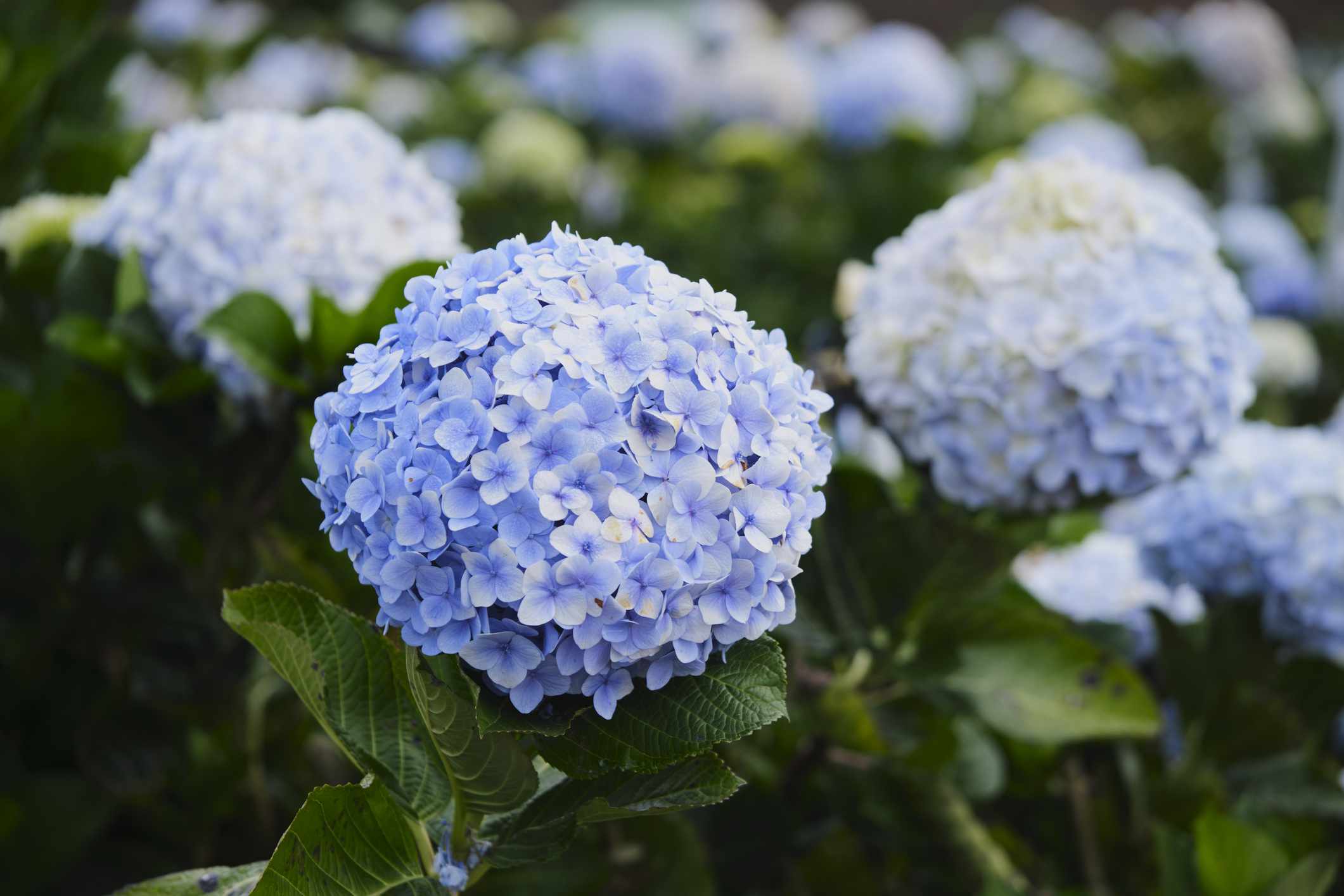 Blue Hydrangea macrophylla with large round blooms