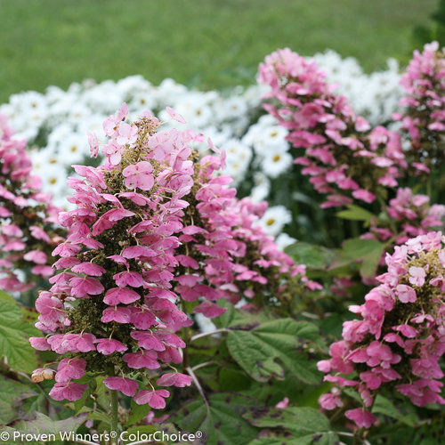 Oakleaf hydrangea with cone-shaped blooms and pink fall foliage
