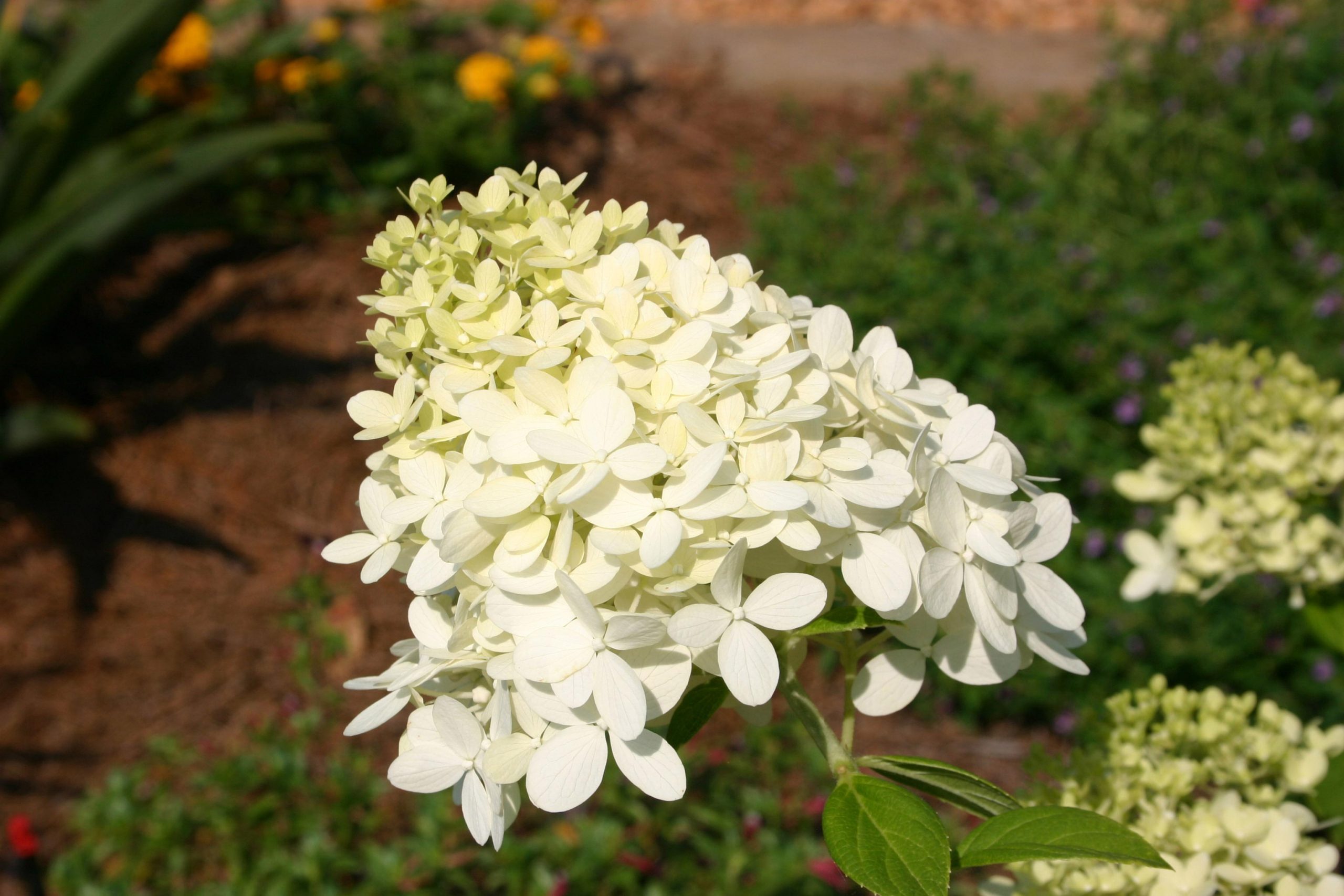 Hydrangea paniculata with large pyramid-shaped white flower clusters