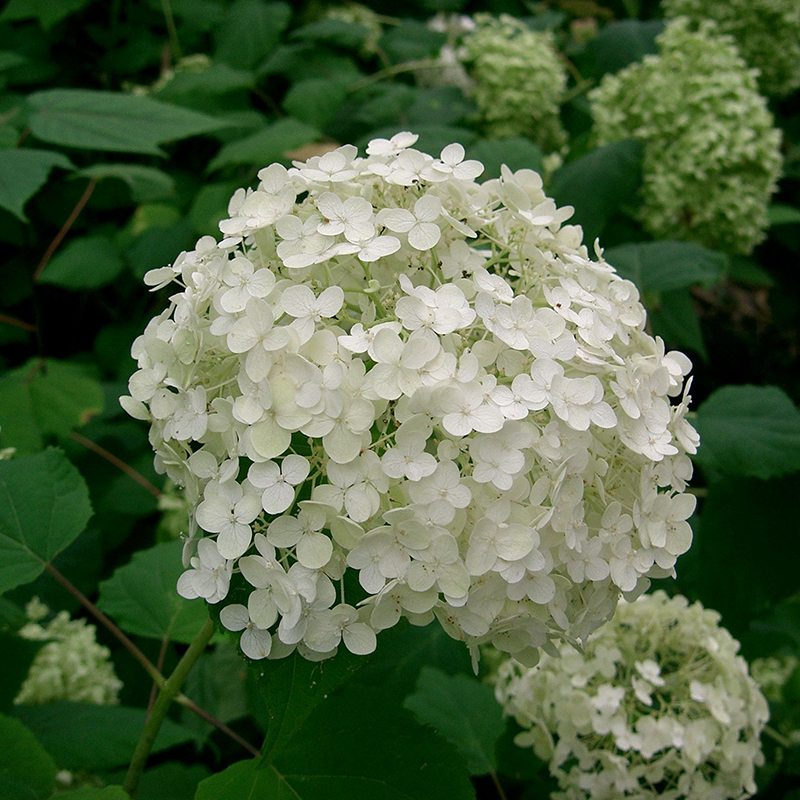 Hydrangea arborescens with round white flower heads in bloom